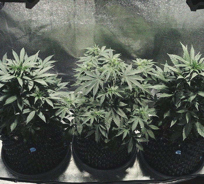Pěstitelský Deník Cookies Gelato Automatic Pěstitelský Deník Cookies Gelato Automatic