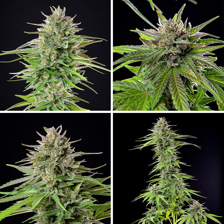 Blue cheese cannabis strain Blue cheese cannabis strain