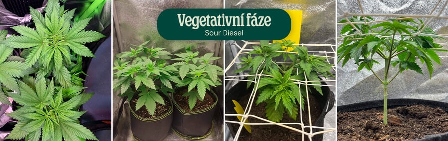 Sour Diesel Vegetative Phase Sour Diesel Vegetative Phase