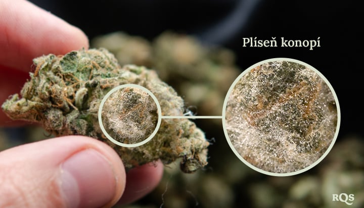 Plíseň na konopí Detailní záběr plísně rostoucí na pupenu konopí. Plíseň je bílá, chlupatá látka, která pokrývá povrch pupenu.