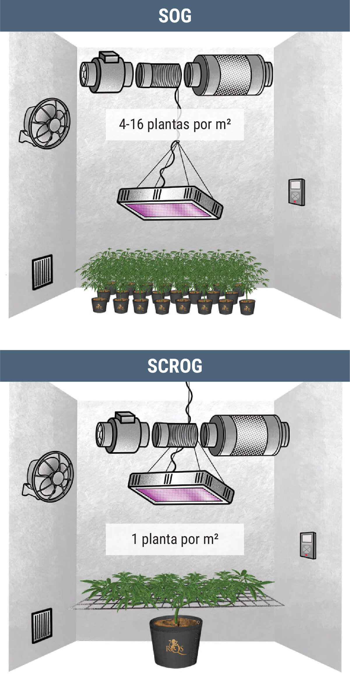 ¿Cuántas Plantas De Marihuana Puedes Cultivar Por Metro Cuadrado? ¿Cuántas Plantas De Marihuana Puedes Cultivar Por Metro Cuadrado?