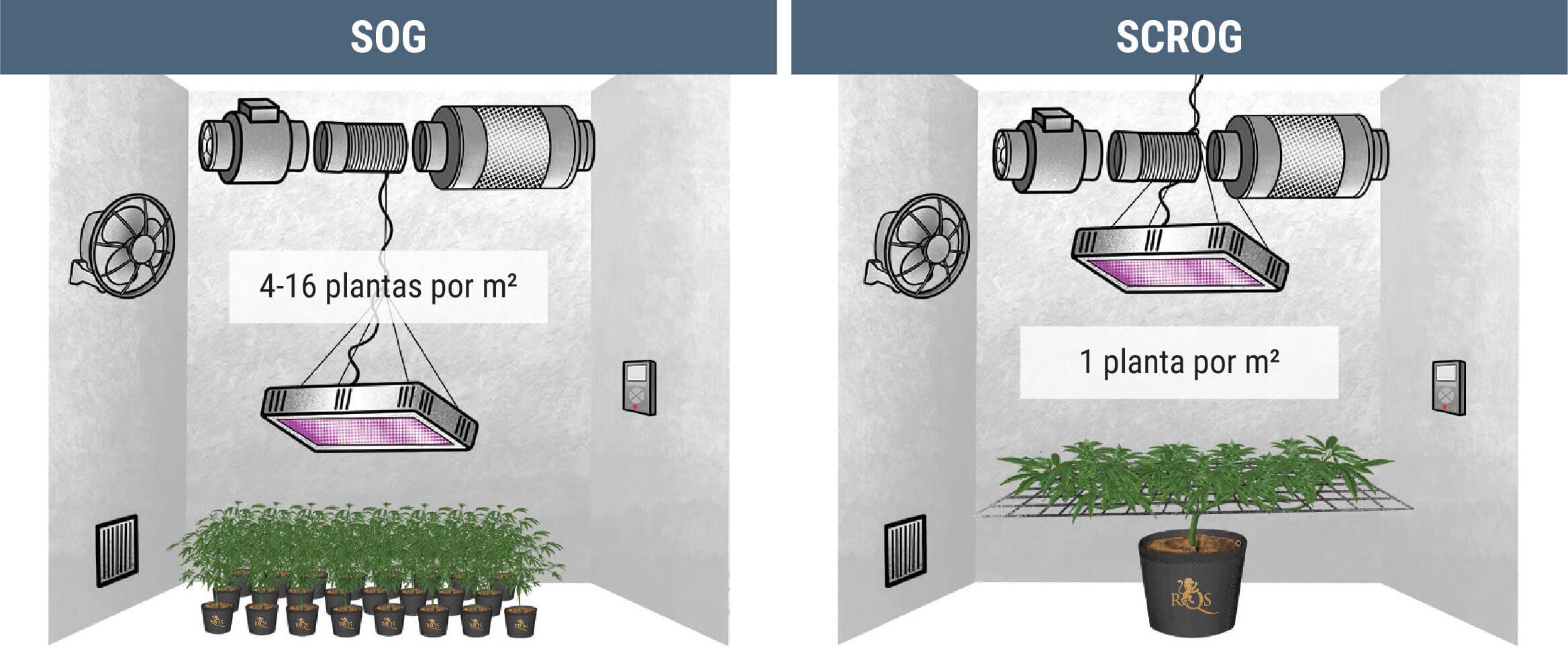 ¿Cuántas Plantas De Marihuana Puedes Cultivar Por Metro Cuadrado? ¿Cuántas Plantas De Marihuana Puedes Cultivar Por Metro Cuadrado?