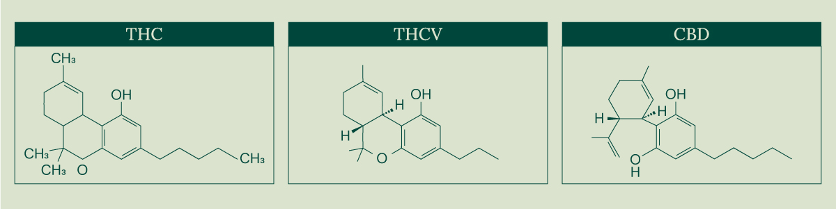 Srovnání THC, THCV a CBD: Rozdíly v jejich chemické struktuře Obrázek zobrazující chemické struktury tří kanabinoidů: THC, THCV a CBD. Každá sloučenina je zobrazena v samostatném rámečku se svým názvem nahoře.