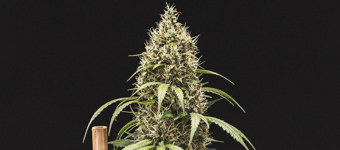 Pěstitelský Deník Cookies Gelato Automatic Pěstitelský Deník Cookies Gelato Automatic
