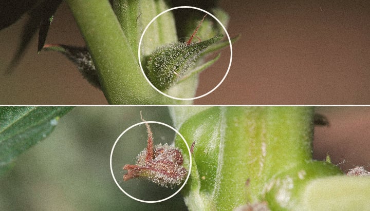 When is My Cannabis Plant Ready for Harvest When is My Cannabis Plant Ready for Harvest