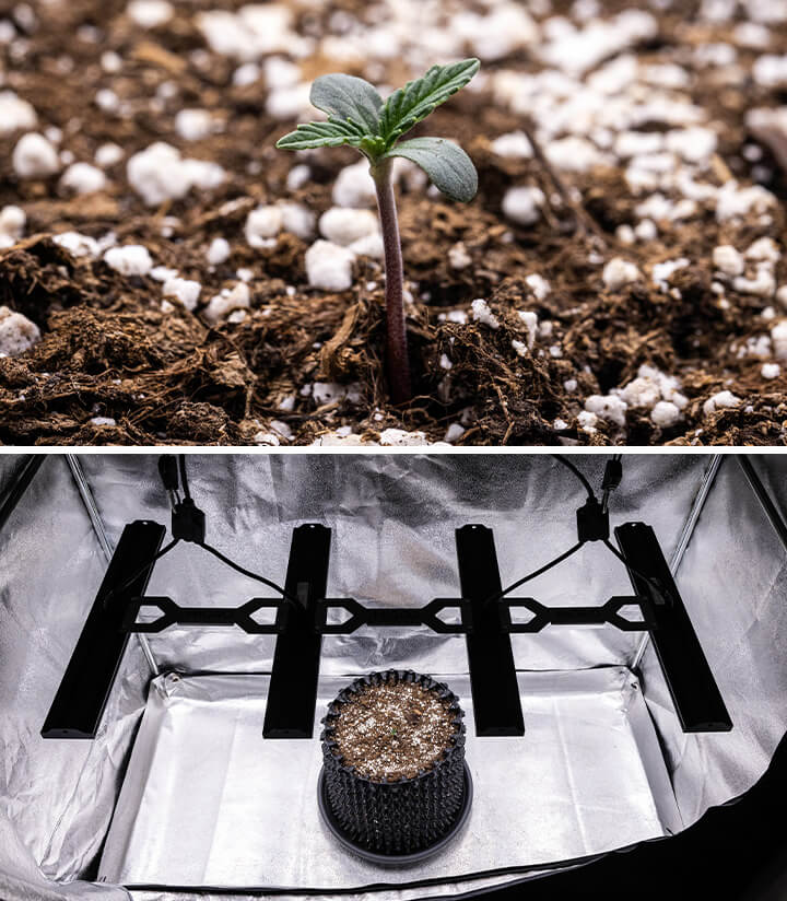 Corkscrew Auto Grow Report Corkscrew Auto Grow Report