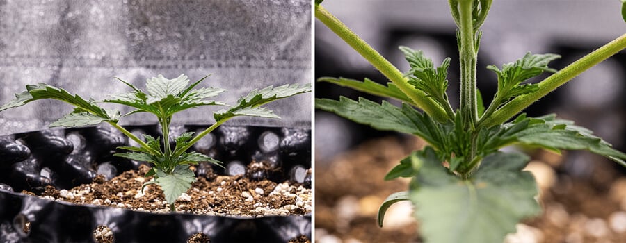 Corkscrew Auto Grow Report Corkscrew Auto Grow Report