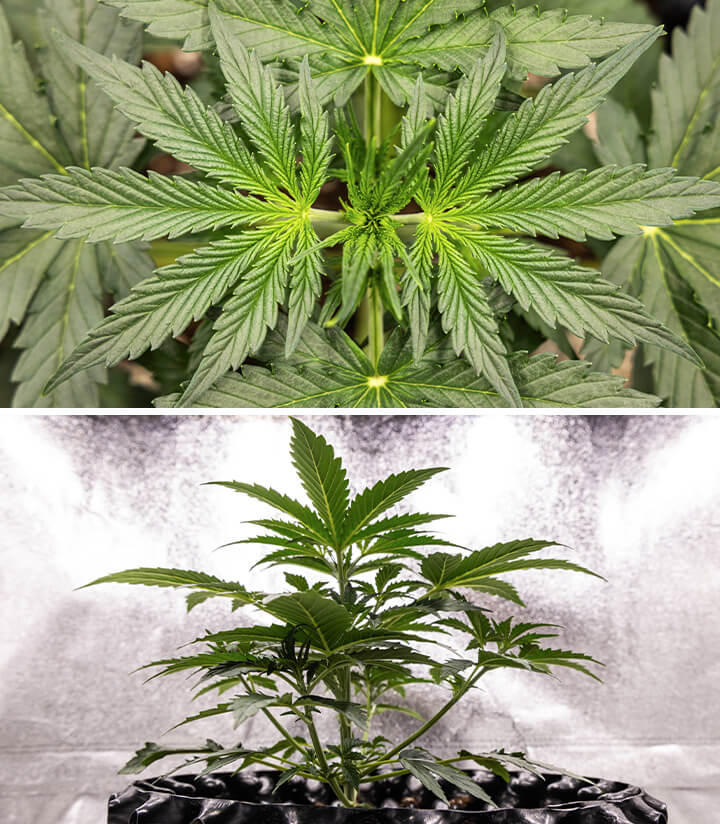 Corkscrew Auto Grow Report Corkscrew Auto Grow Report