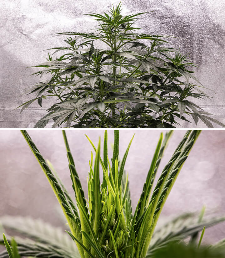 Corkscrew Auto Grow Report Corkscrew Auto Grow Report