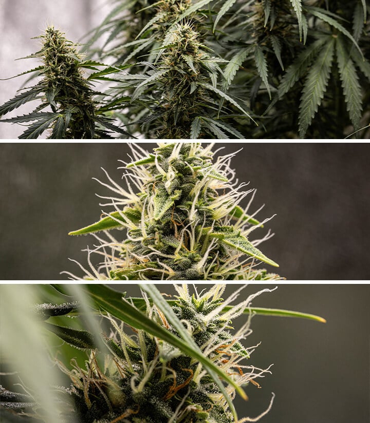 Corkscrew Auto Grow Report Corkscrew Auto Grow Report