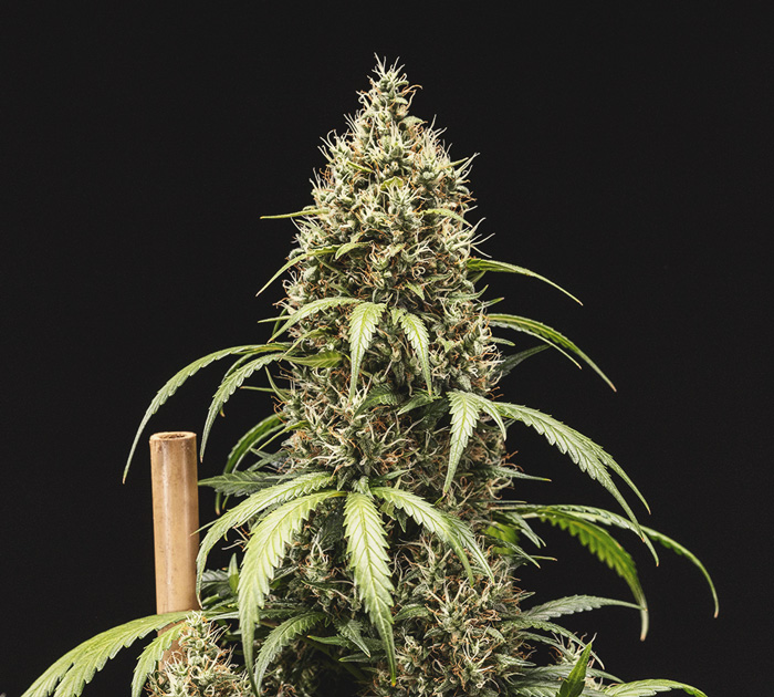 Pěstitelský Deník Cookies Gelato Automatic Pěstitelský Deník Cookies Gelato Automatic