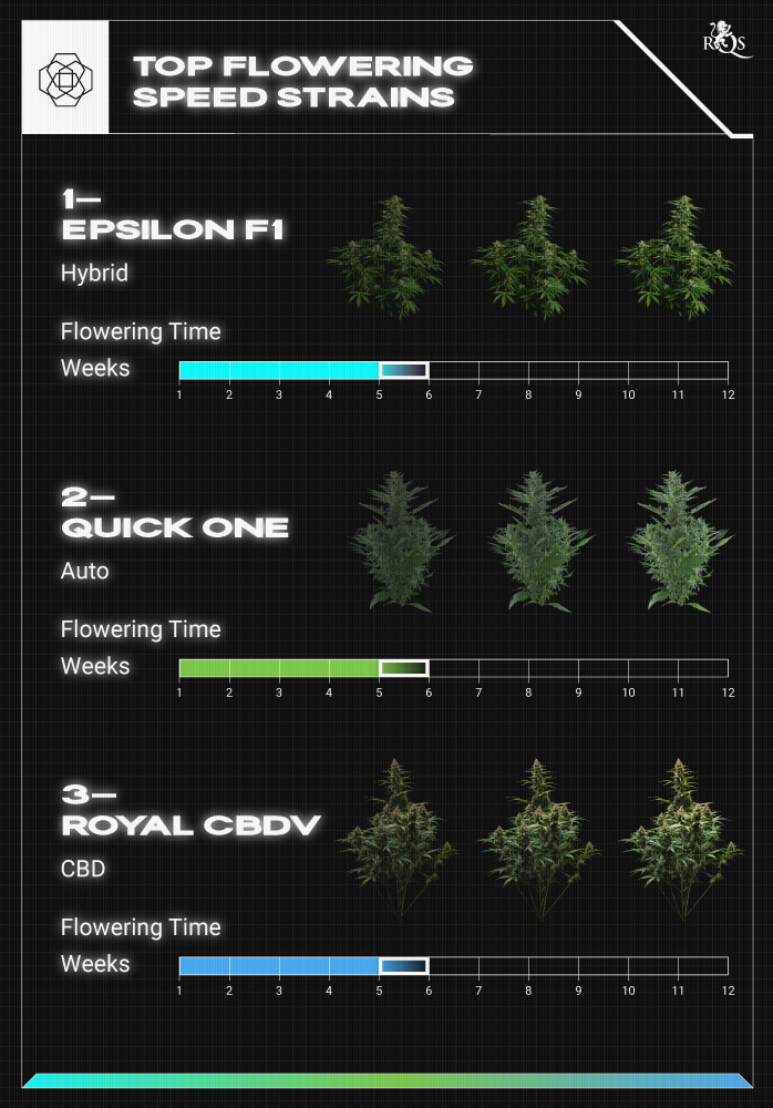 Top RQS Tall Plants Top RQS Tall Plants