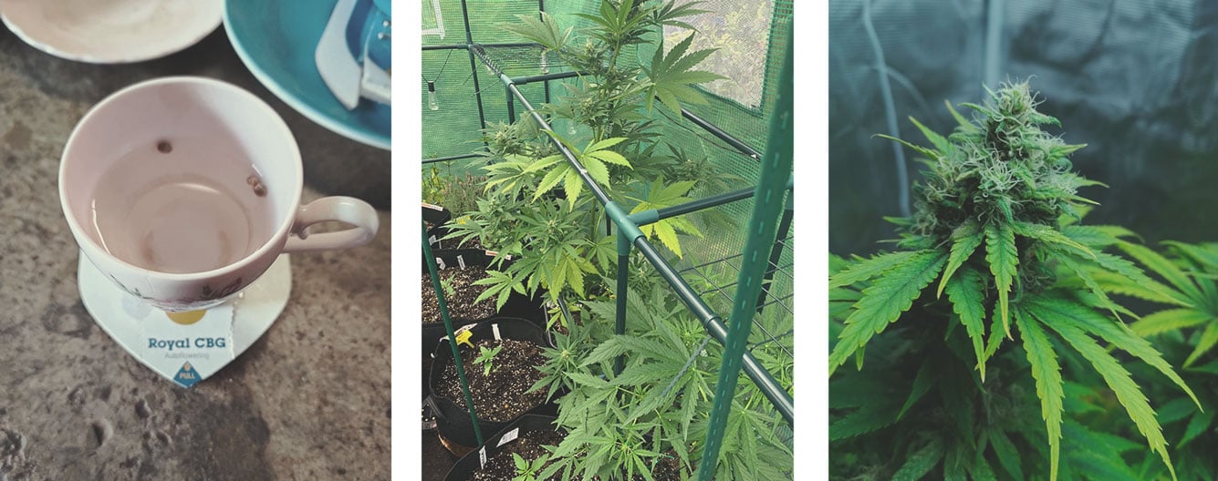 A Few Tips for Your Medical Cannabis Garden or Grow Room A Few Tips for Your Medical Cannabis Garden or Grow Room