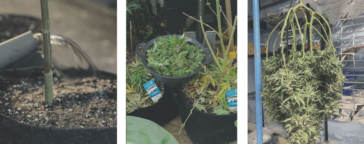 A Few Tips for Your Medical Cannabis Garden or Grow Room A Few Tips for Your Medical Cannabis Garden or Grow Room