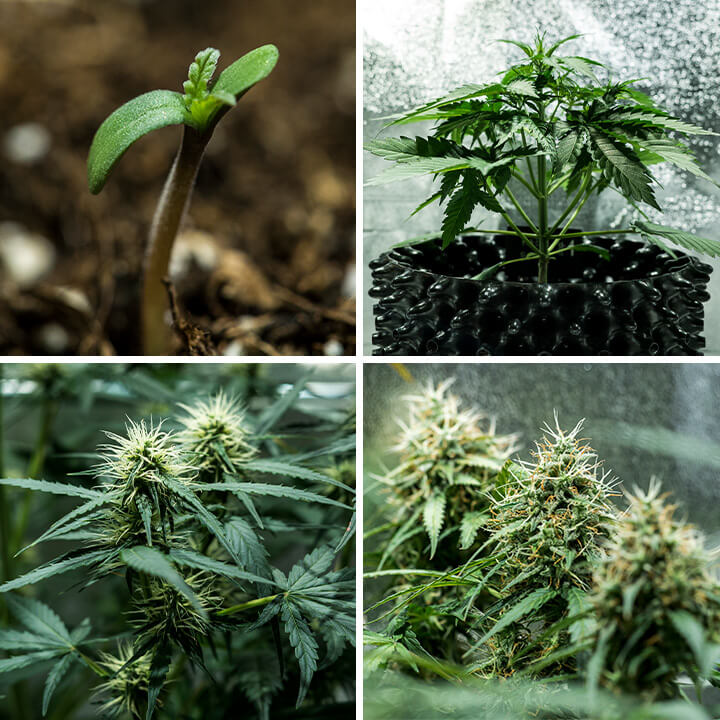 Haze berry cannabis strain Haze berry cannabis strain