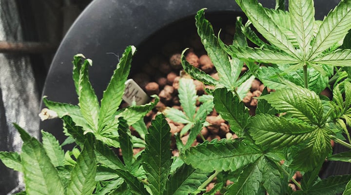 ¿Pueden recuperarse las plantas del estrés térmico? ¿Pueden recuperarse las plantas del estrés térmico?