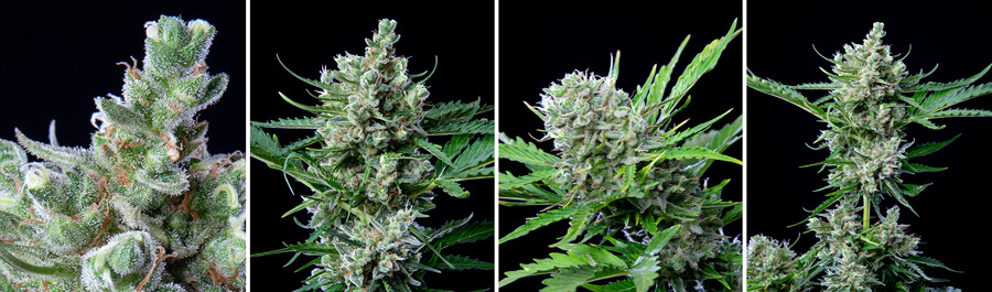 Royal bluematic cannabis strain Royal bluematic cannabis strain