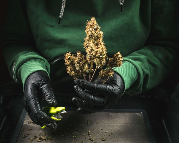 Harvest Harvest