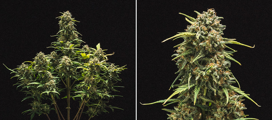 Sweet Skunk Automatic Grow Report Sweet Skunk Automatic Grow Report