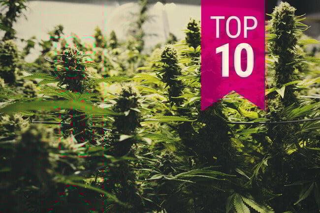 Top 10 Nejproduktivnějších Konopných Odrůd (Aktualizace 2025)